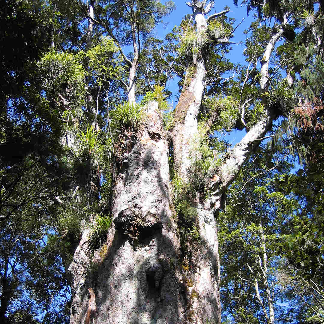 Te Matua Ngahere in the Waipoua Forest, New Zealand