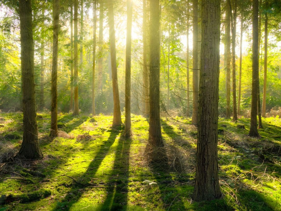 trees