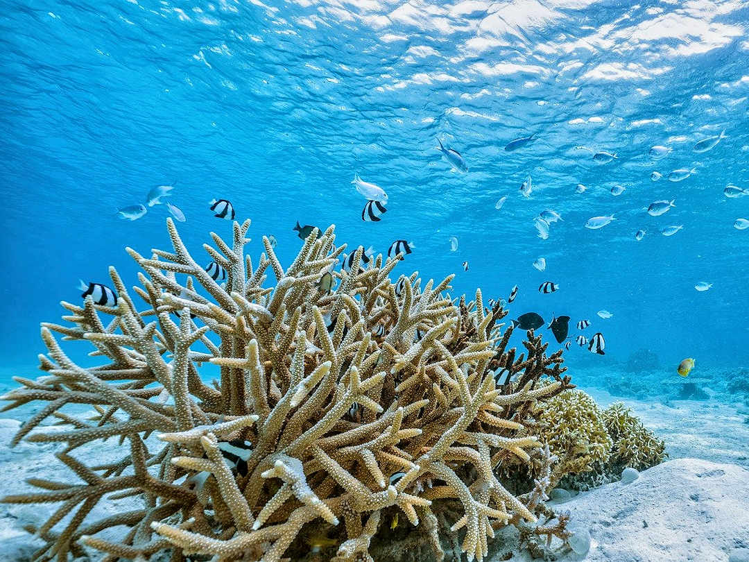 Underwater Kerama islands by Kanenori on Pixabay Underwater Kerama islands by Kanenori on Pixabay