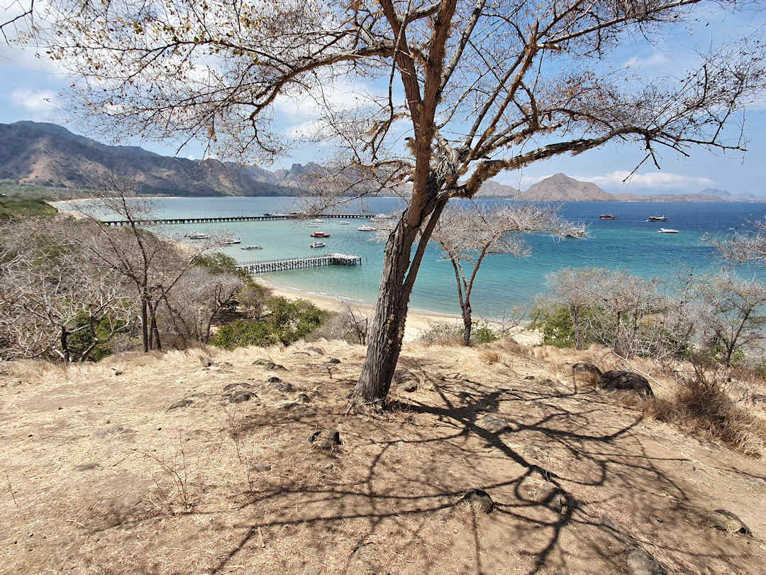 vegetation at komodo island