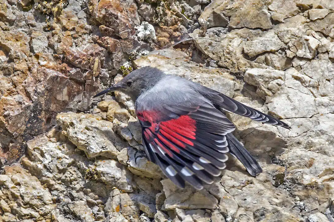 wallcreeper at piatra craiului by charles j. sharp on wikimedia commons Wallcreeper Bird with Red and Black Wings Clinging to Rock Face in Piatra Craiului