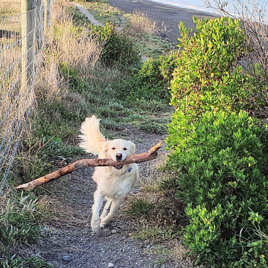 Golden Retriever named Willow joyfully running with a large stick in her mouth along a coastal path.
