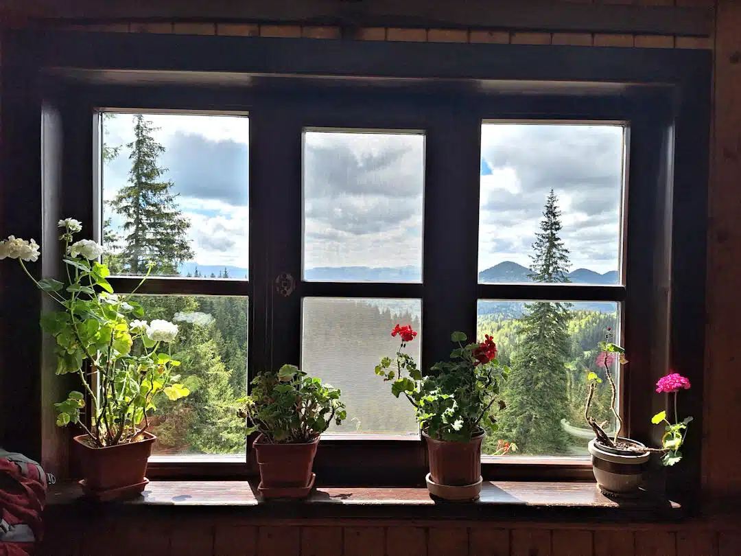 window views from cabana curmătura Potted Flowers on a Window Sill Overlooking Pine Forests and Hills in Piatra Craiului